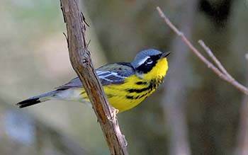 A blue-backed and yellow-chested bird sits on a tree branch. 