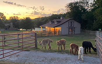Alpacas graze in a pasture with the sun setting behind them.