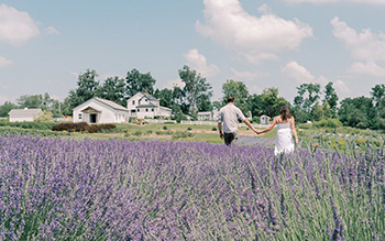 A couple walks toward a home through a lavender field.