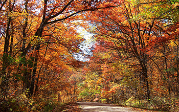 A road cuts through trees with bright orange and red leaves.